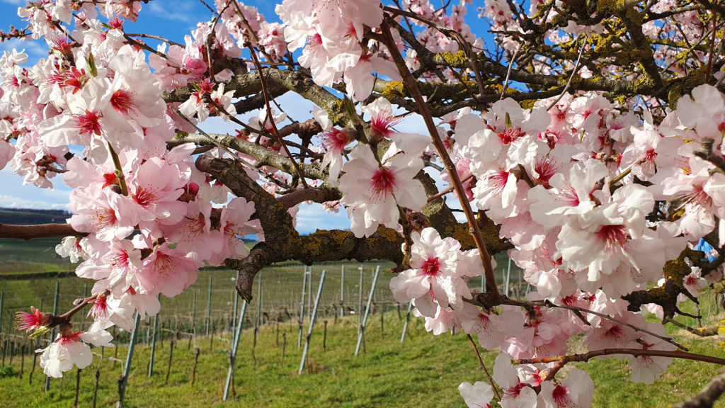 Mandelbaum – Kaiserstuhl.de